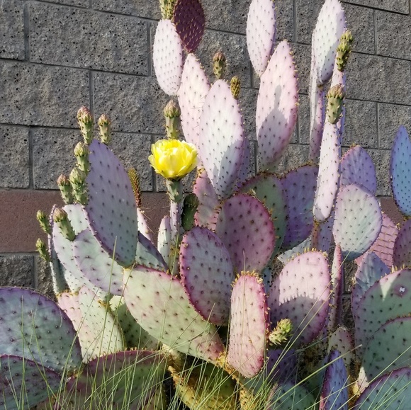 Meet your Posher, Cupcake - Picture 3 of 5